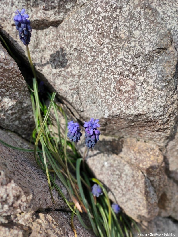 Показываю своих бедолаг! 26 серия | Бэйбики Показываю своих бедолаг! 26 серия