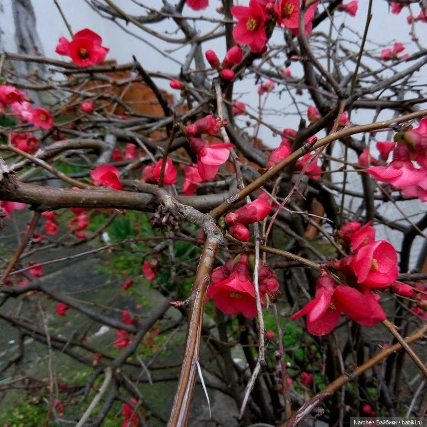 Показываю своих бедолаг! 26 серия | Бэйбики Показываю своих бедолаг! 26 серия