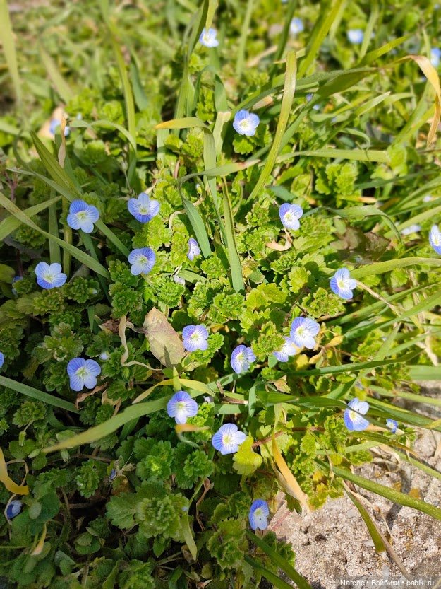 Показываю своих бедолаг! 26 серия | Бэйбики Показываю своих бедолаг! 26 серия (фото 8)