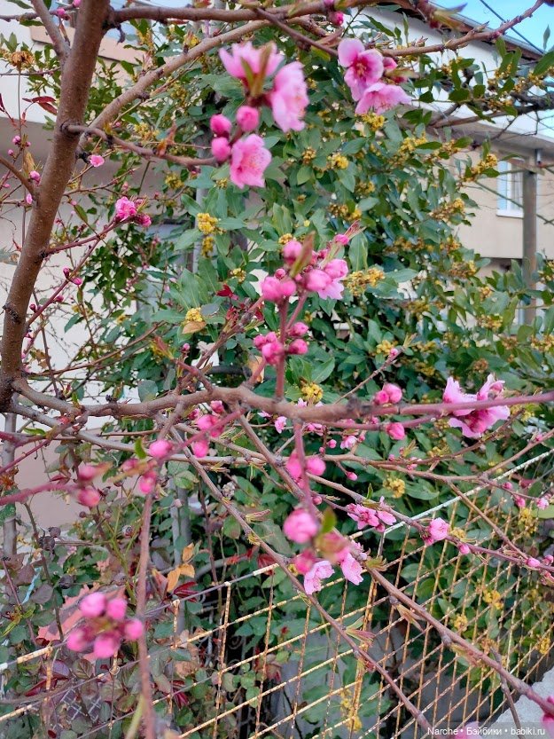 Показываю своих бедолаг! 28 серия, заключительная | Бэйбики Показываю своих бедолаг! 28 серия, заключительная