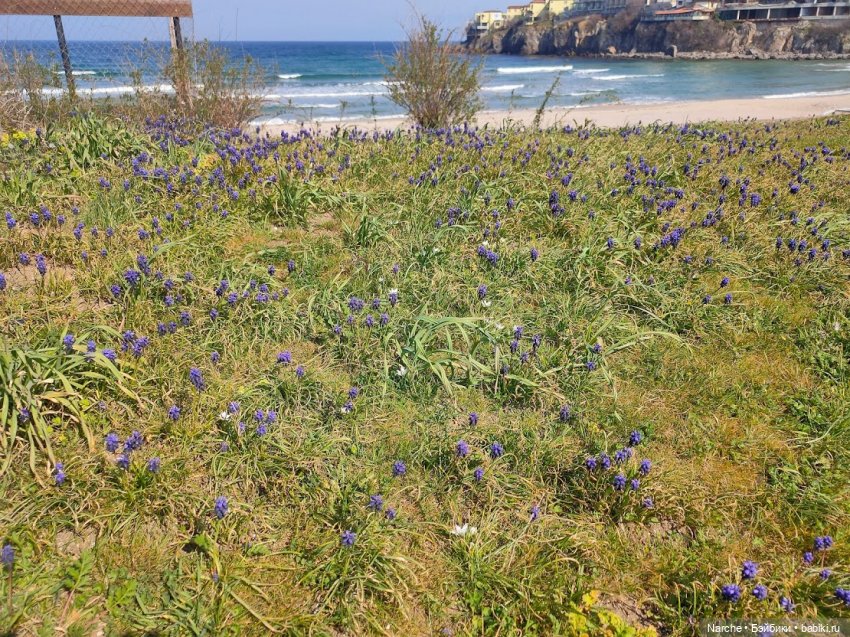 Показываю своих бедолаг! 28 серия, заключительная | Бэйбики Показываю своих бедолаг! 28 серия, заключительная