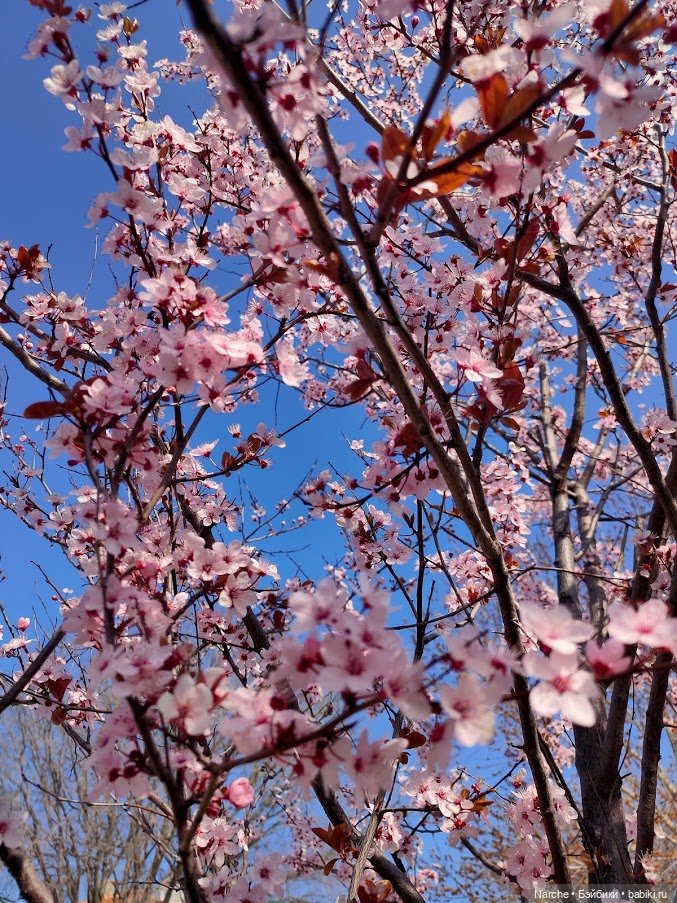 Показываю своих бедолаг! 28 серия, заключительная | Бэйбики Показываю своих бедолаг! 28 серия, заключительная