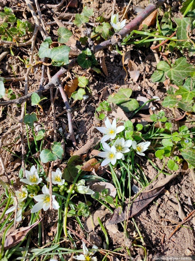 Показываю своих бедолаг! 28 серия, заключительная | Бэйбики Показываю своих бедолаг! 28 серия, заключительная