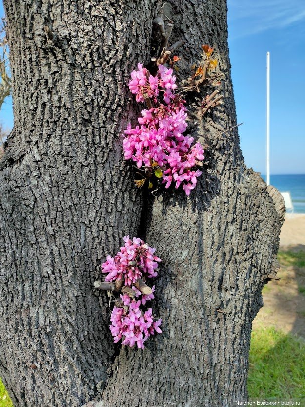 Новоселы-2 — Коллекции винтажных кукол и игрушек: СССР