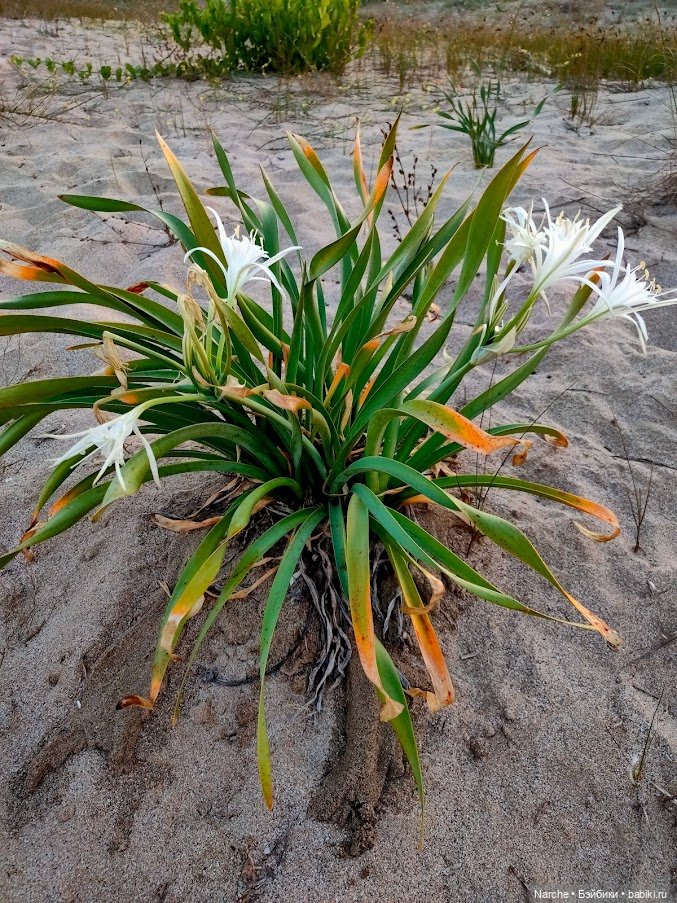 Новоселы- 5 — Коллекции винтажных кукол и игрушек: СССР