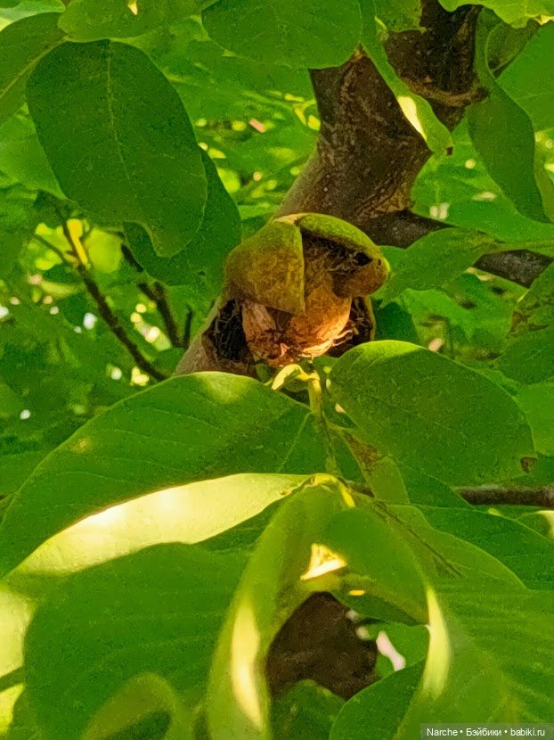 Маленькое путешествие на Акру