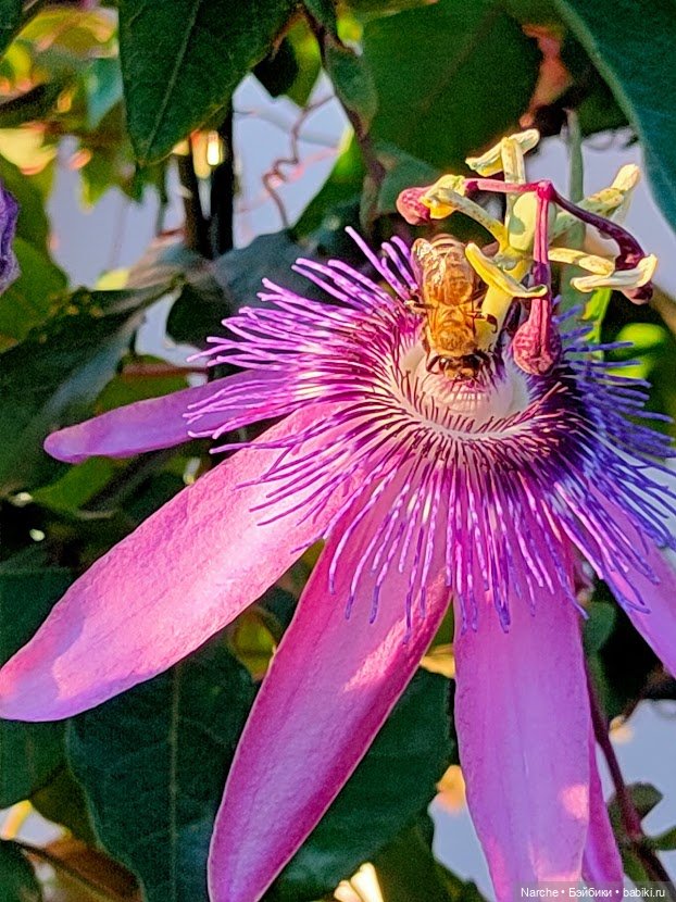 Маленькое путешествие на Акру