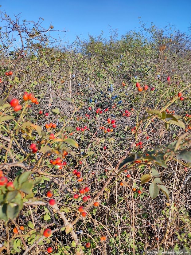 Маленькое путешествие на Акру