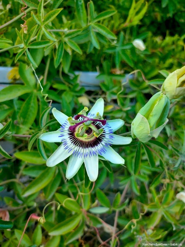 Маленькое путешествие на Акру