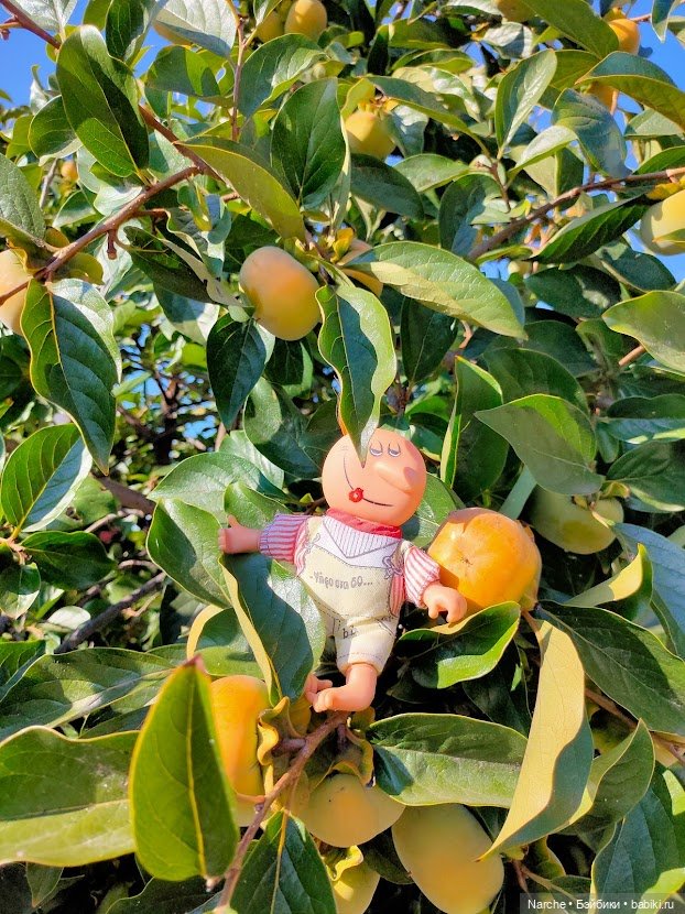 Маленькое путешествие на Акру (фото 3)