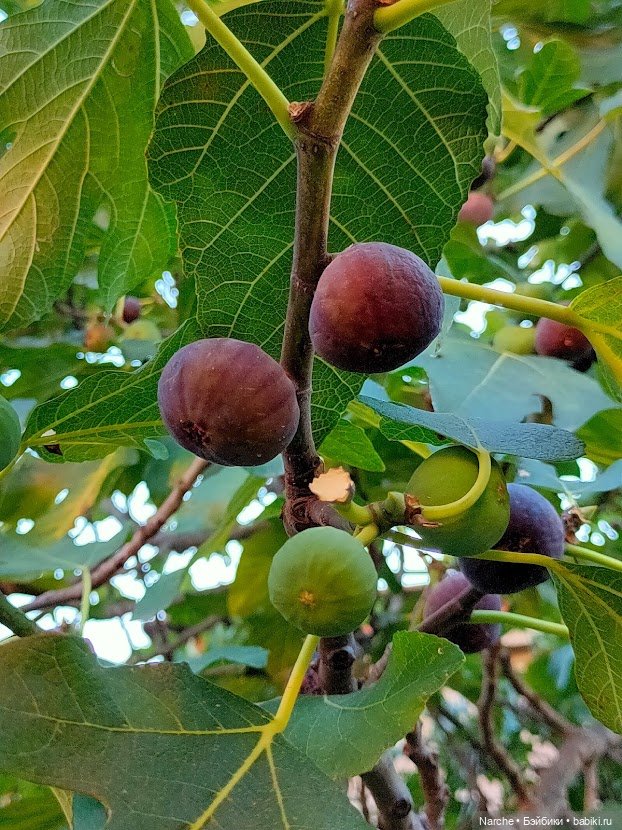 Маленькое путешествие на Акру
