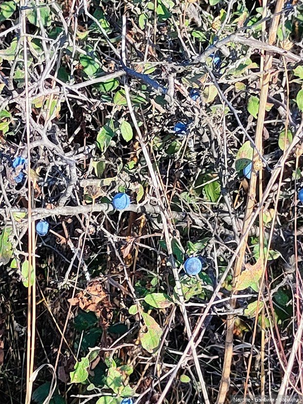 Маленькое путешествие на Акру