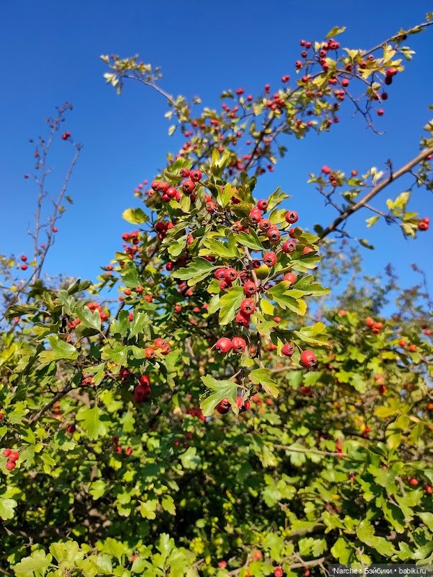 Маленькое путешествие на Акру