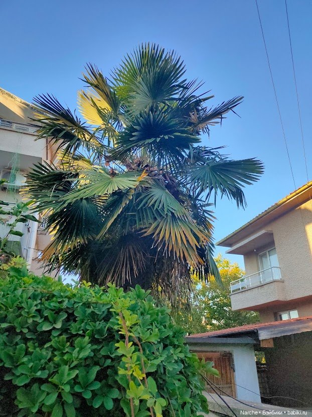 Маленькое путешествие на Акру