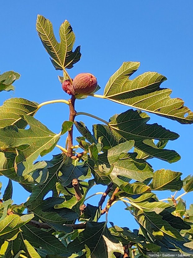 Маленькое путешествие на Акру