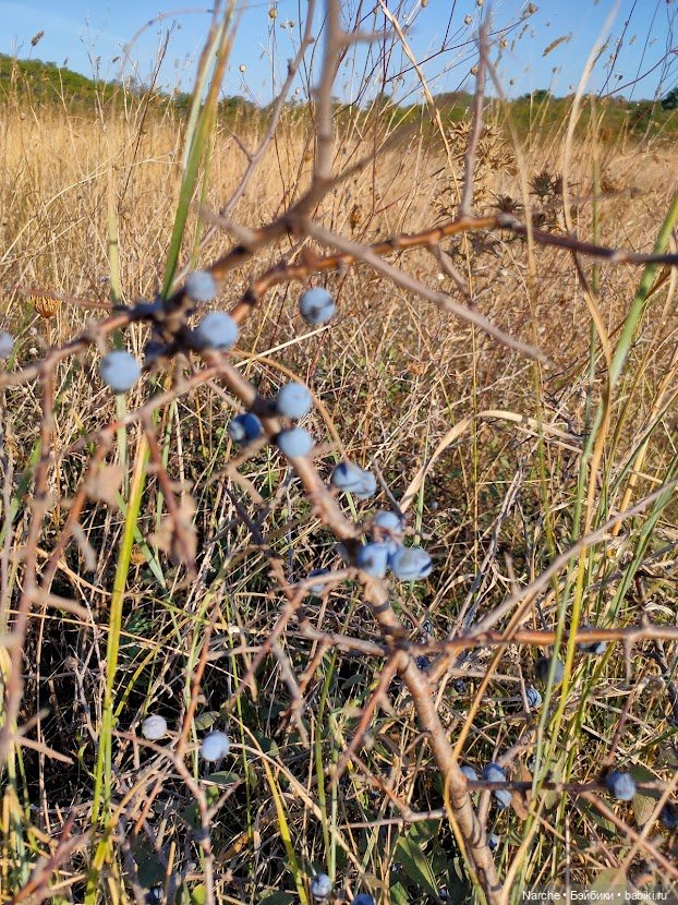 Маленькое путешествие на Акру