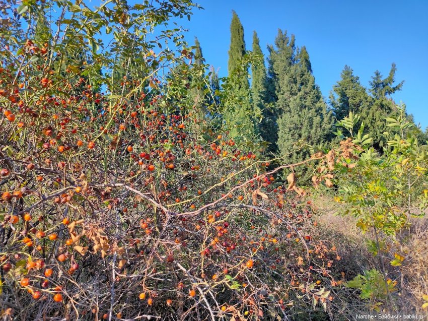 Маленькое путешествие на Акру (фото 10)