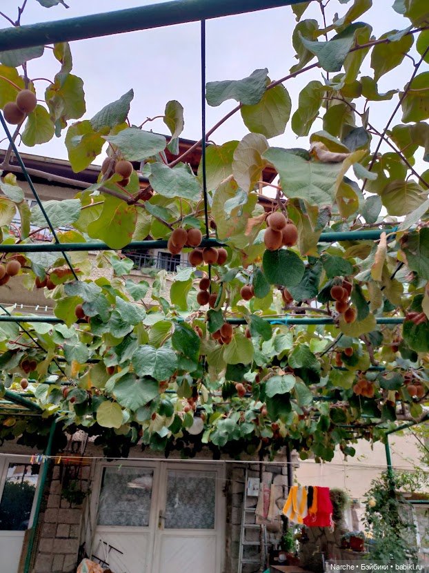 Новоселы-8 — Коллекции винтажных кукол и игрушек: СССР