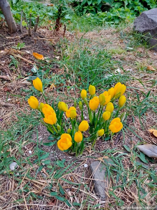 Новоселы-8 — Коллекции винтажных кукол и игрушек: СССР