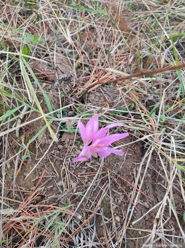 Новоселы-8 — Коллекции винтажных кукол и игрушек: СССР