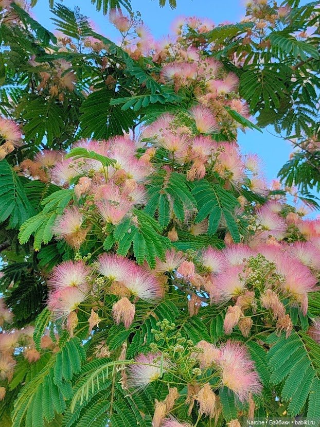 Новоселы- 12 — Коллекции винтажных кукол и игрушек: СССР