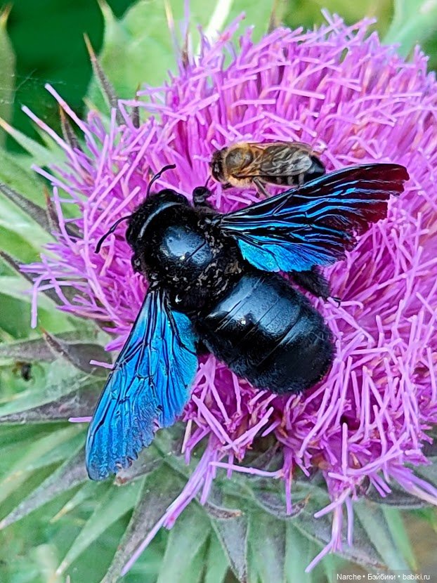 Новоселы- 12 — Коллекции винтажных кукол и игрушек: СССР