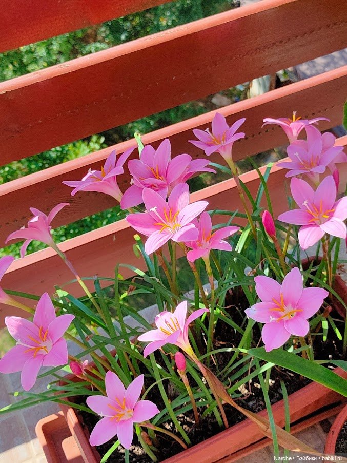 Новоселы- 12 — Коллекции винтажных кукол и игрушек: СССР