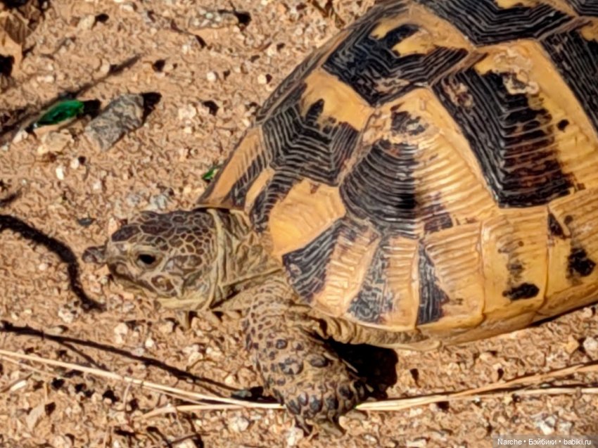 Новоселы- 12 — Коллекции винтажных кукол и игрушек: СССР