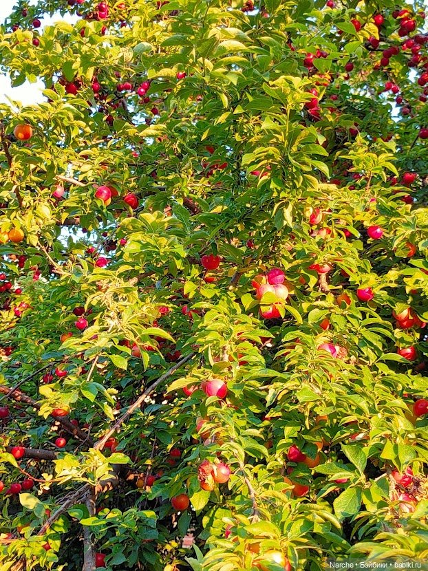 Новоселы- 12 — Коллекции винтажных кукол и игрушек: СССР