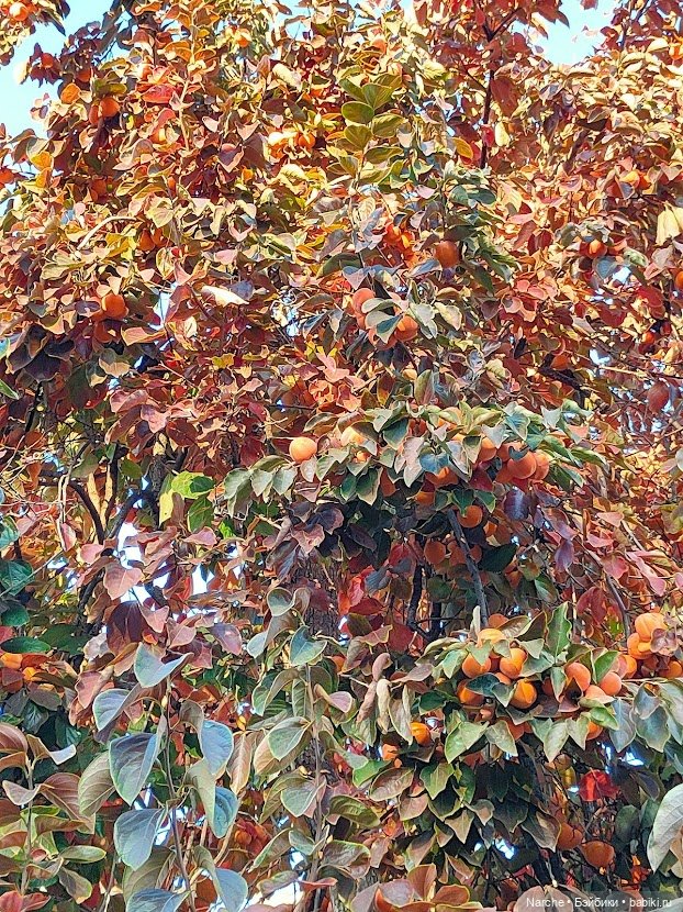 Находки из секонда — Коллекции винтажных кукол и игрушек: СССР (фото 2)