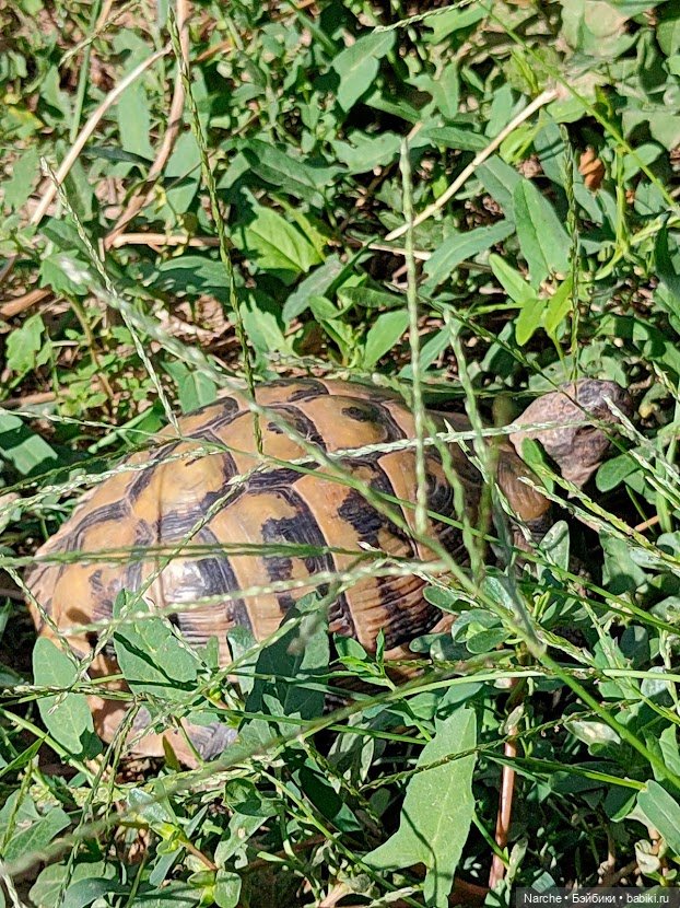 Новоселы- 13 — Винтажные куклы ГДР (Немки): Бигги