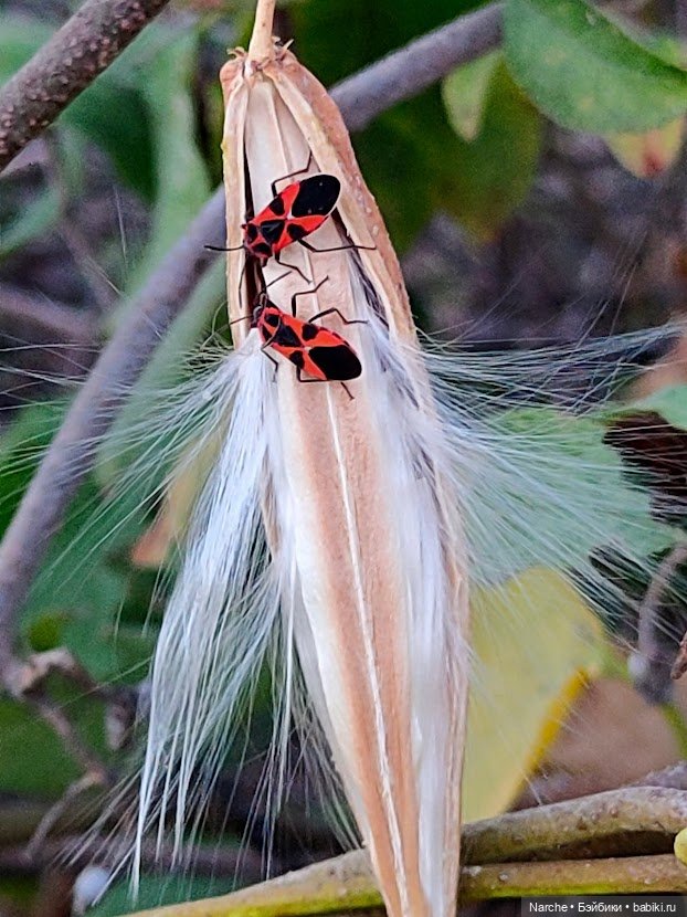 Новоселы- 13 — Винтажные куклы ГДР (Немки): Бигги