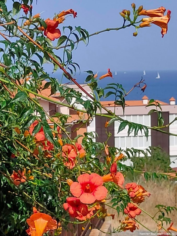 Новоселы- 13 — Винтажные куклы ГДР (Немки): Бигги