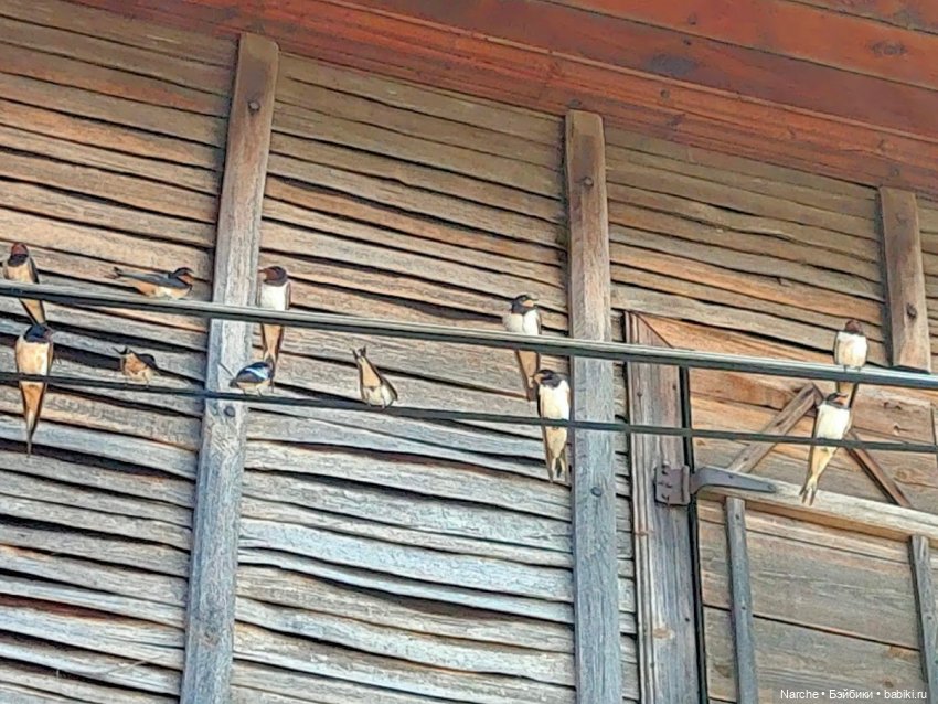 Новоселы- 13 — Винтажные куклы ГДР (Немки): Бигги