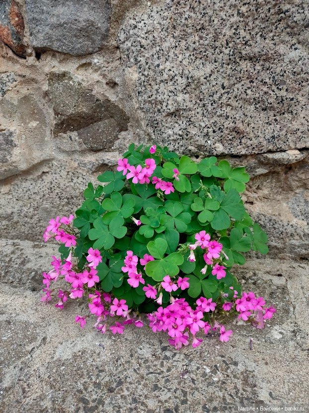 Новоселы- 13 — Винтажные куклы ГДР (Немки): Бигги