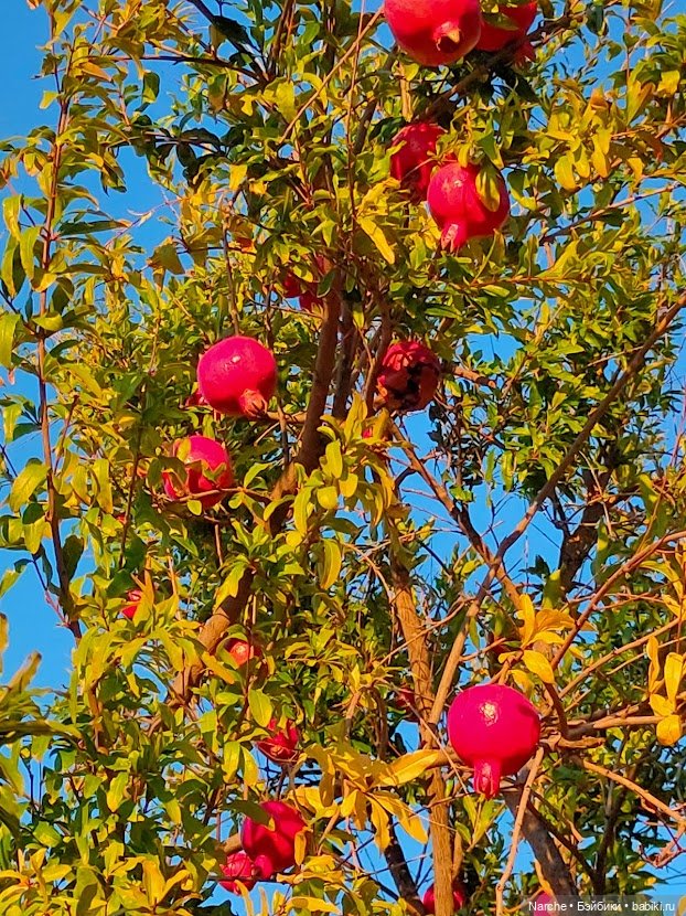 Новоселы- 13 — Винтажные куклы ГДР (Немки): Бигги