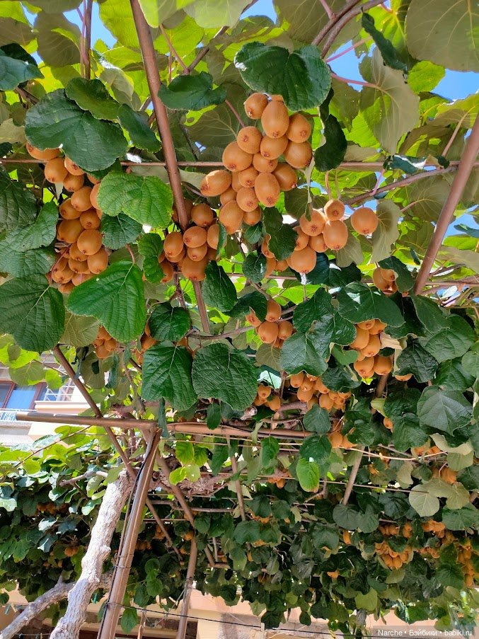 Новоселы- 13 — Винтажные куклы ГДР (Немки): Бигги