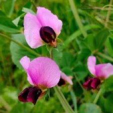 Новоселы- 13.