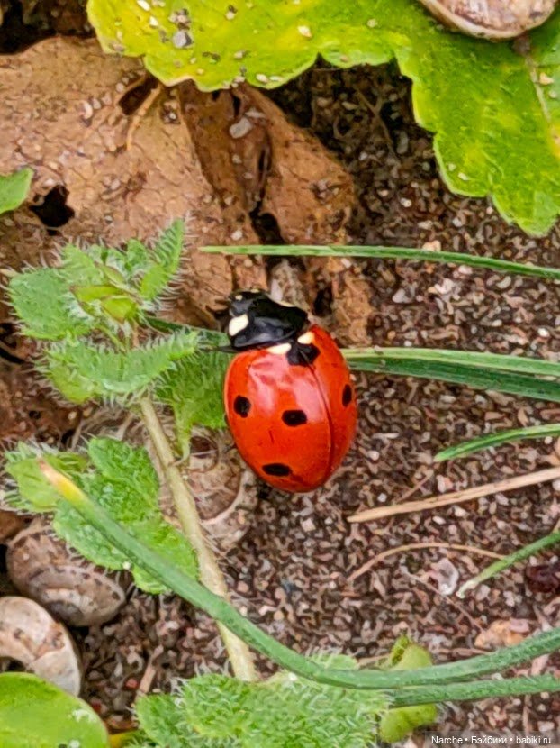 Новоселы- 16 — Винтажные куклы и игрушки детства: СССР