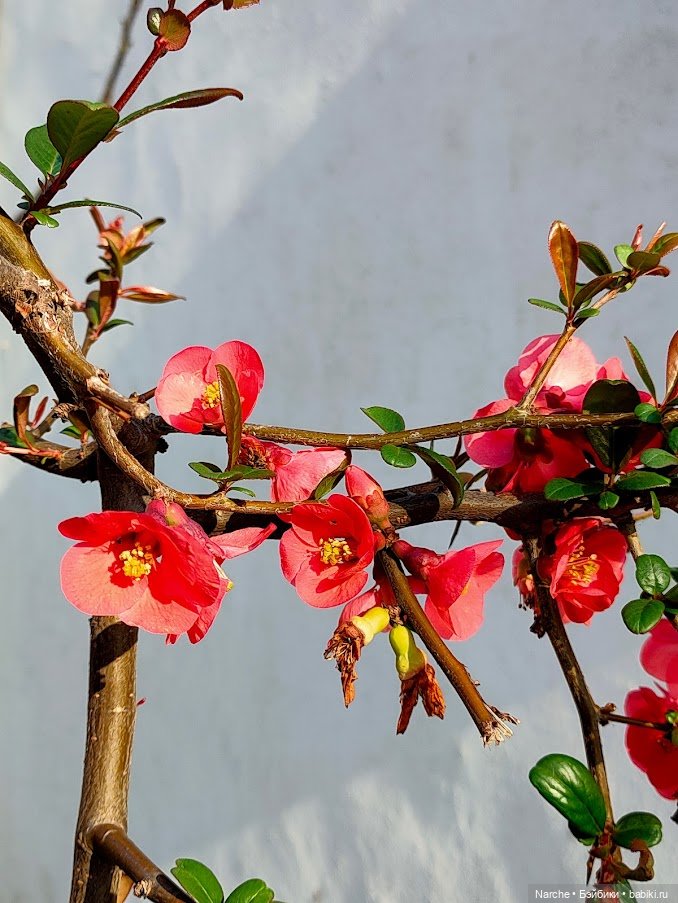 Новоселы- 16 — Винтажные куклы и игрушки детства: СССР