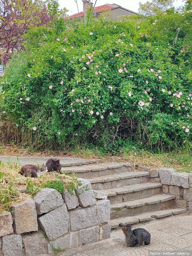 Новоселы- 17 | Бэйбики Новоселы- 17 — Коллекции винтажных кукол и игрушек: СССР