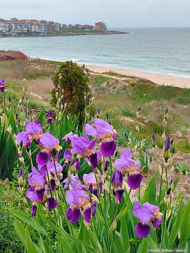 Новоселы- 17 | Бэйбики Новоселы- 17 — Коллекции винтажных кукол и игрушек: СССР