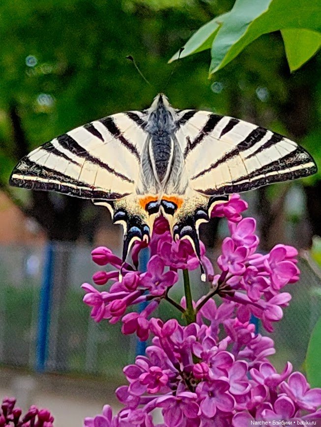 Новоселы- 17 — Коллекции винтажных кукол и игрушек: СССР