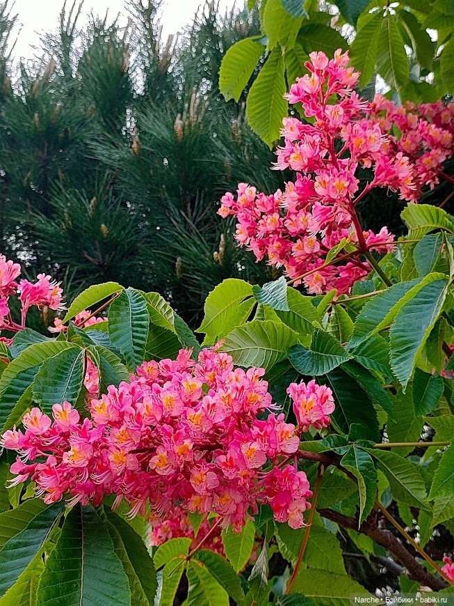 Новоселы- 17 | Бэйбики Новоселы- 17 — Коллекции винтажных кукол и игрушек: СССР