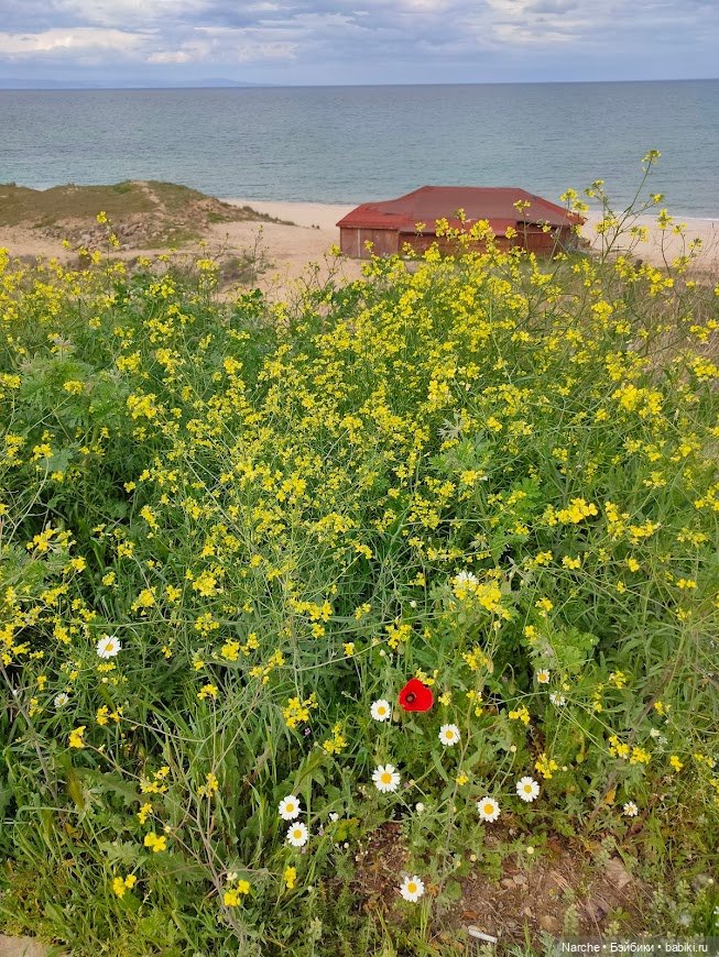 Новоселы- 17 | Бэйбики Новоселы- 17 — Коллекции винтажных кукол и игрушек: СССР