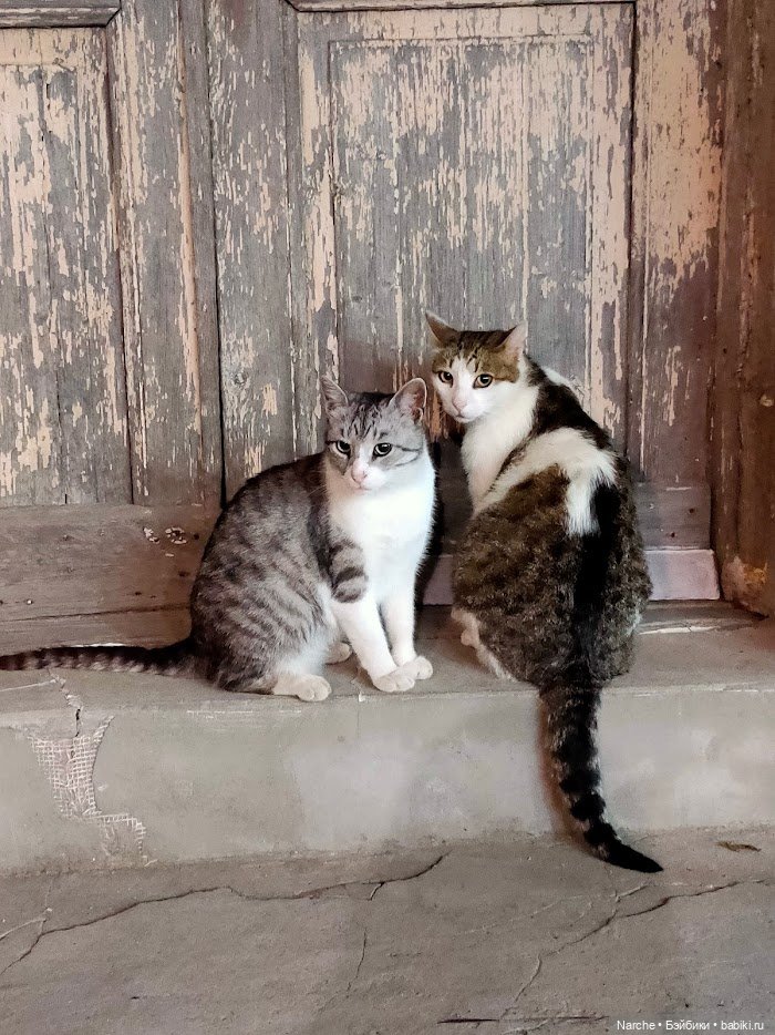 Новоселы из ГДР — Винтажные куклы ГДР (Немки): Бигги