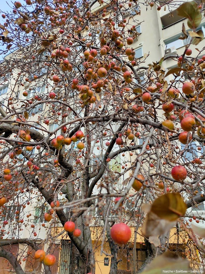 Новоселы- 21 — Винтажные куклы ГДР (Немки): Бигги