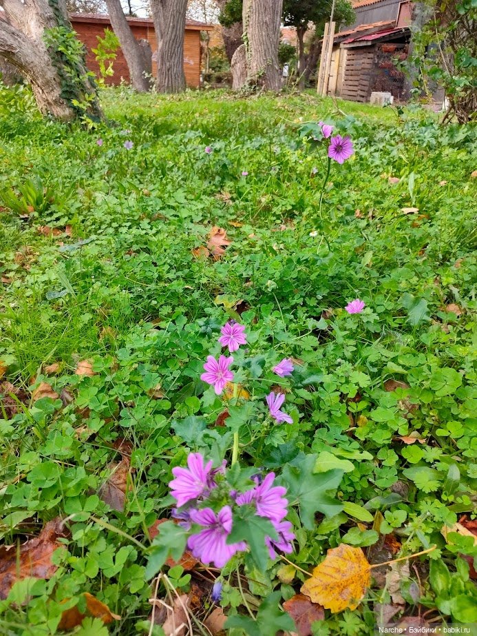 Новоселы- 21 — Винтажные куклы ГДР (Немки): Бигги