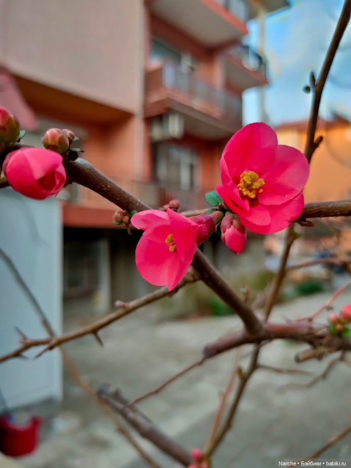 Новоселы - 22 | Бэйбики Новоселы - 22 — Коллекции винтажных кукол и игрушек: СССР