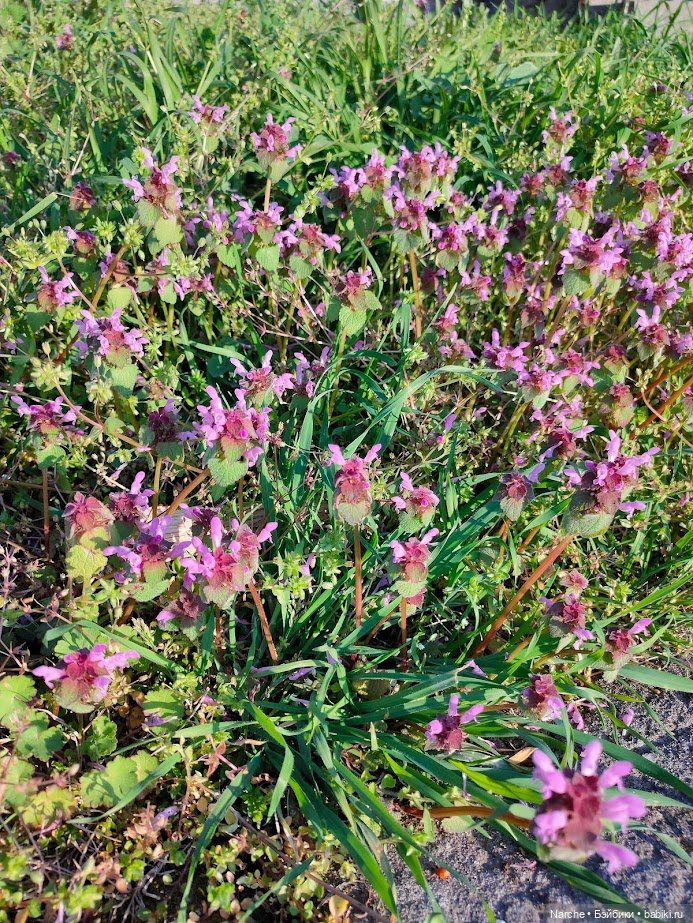 Новоселы - 23 — Коллекции винтажных кукол и игрушек: СССР